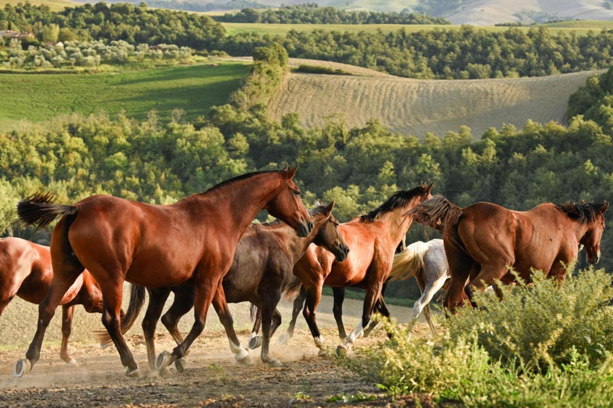 Apartmán Fattoria Bio Pieve A Salti Montalcino Exteriér fotografie